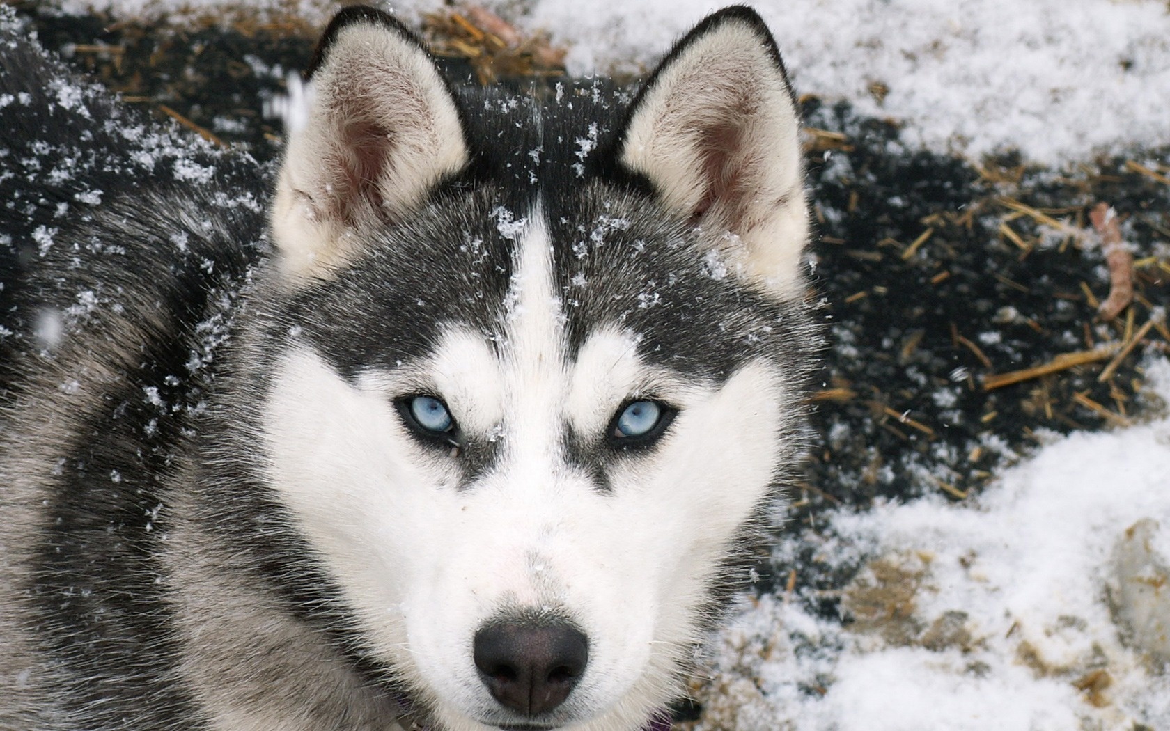 Siberian Wolf600428563 - Siberian Wolf - Wolf, Snowy, Siberian